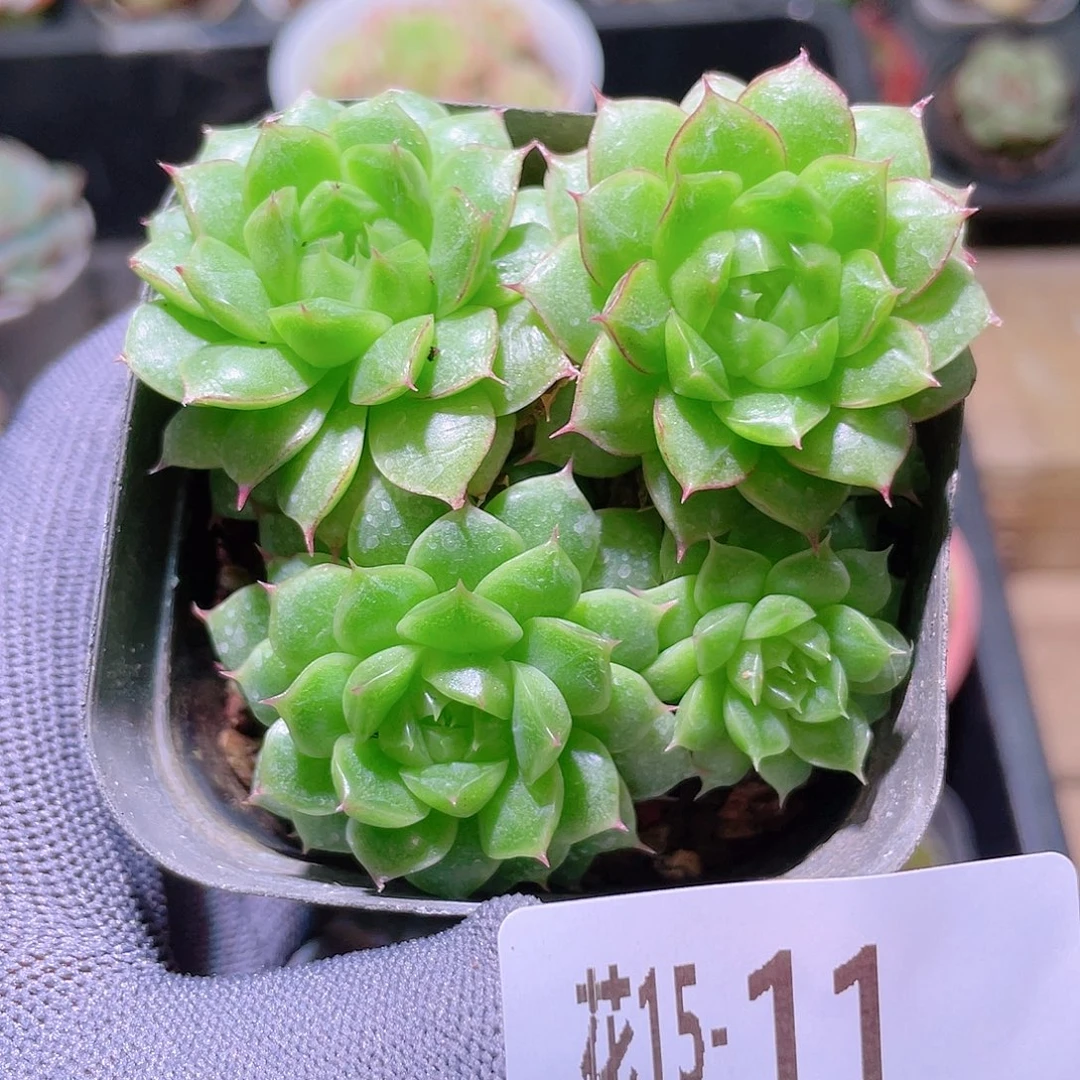 花利美15-11海王优选