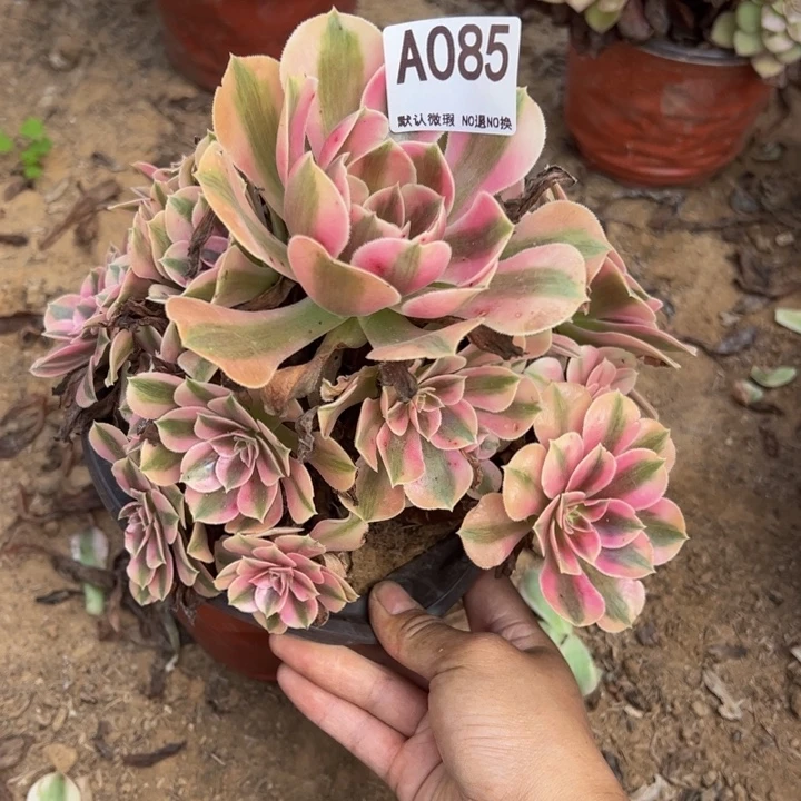 粉女巫多肉植物085.