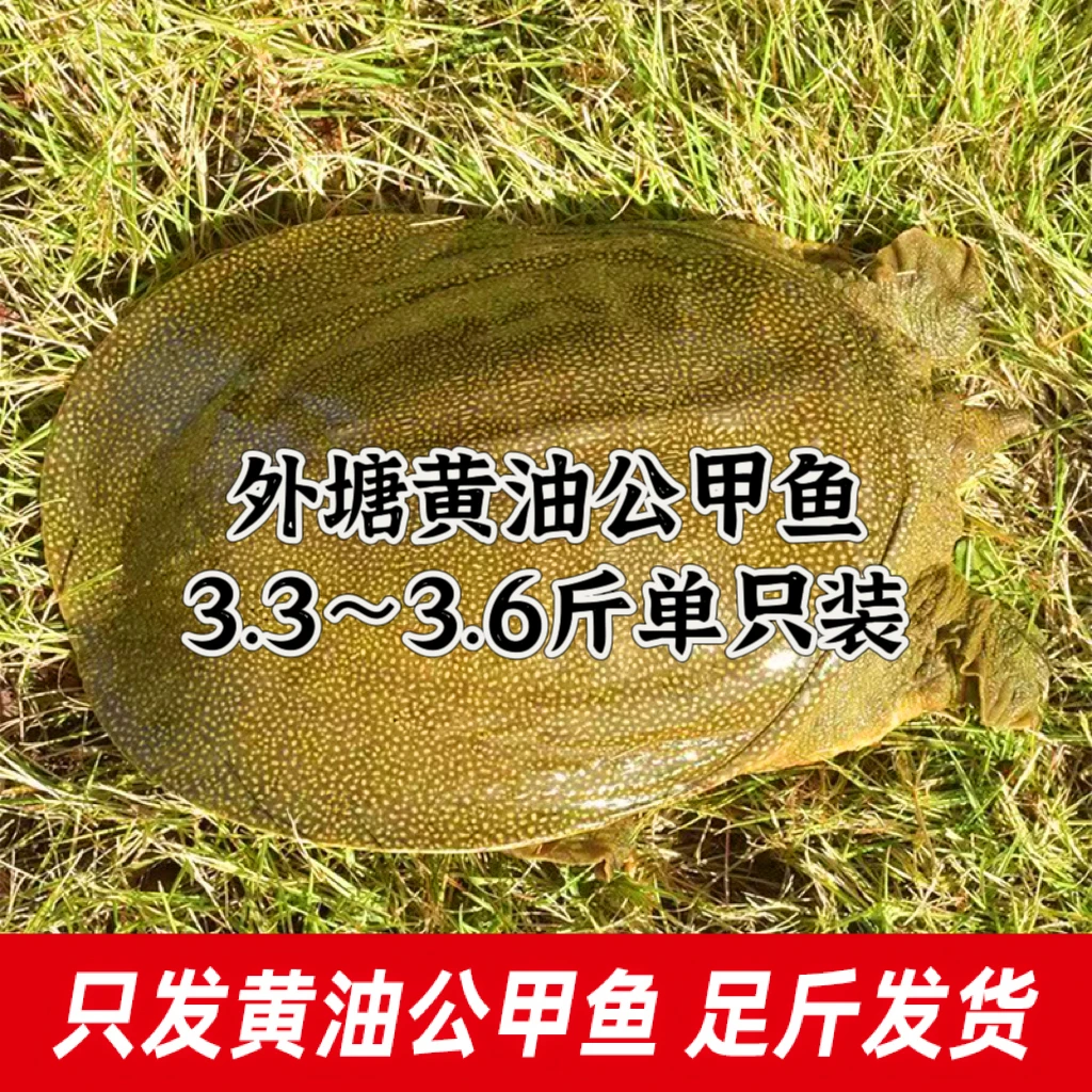 【3.3-3.6斤（一只装）公甲鱼】青背或青黄背-黄底-黄油-只卖外塘甲鱼