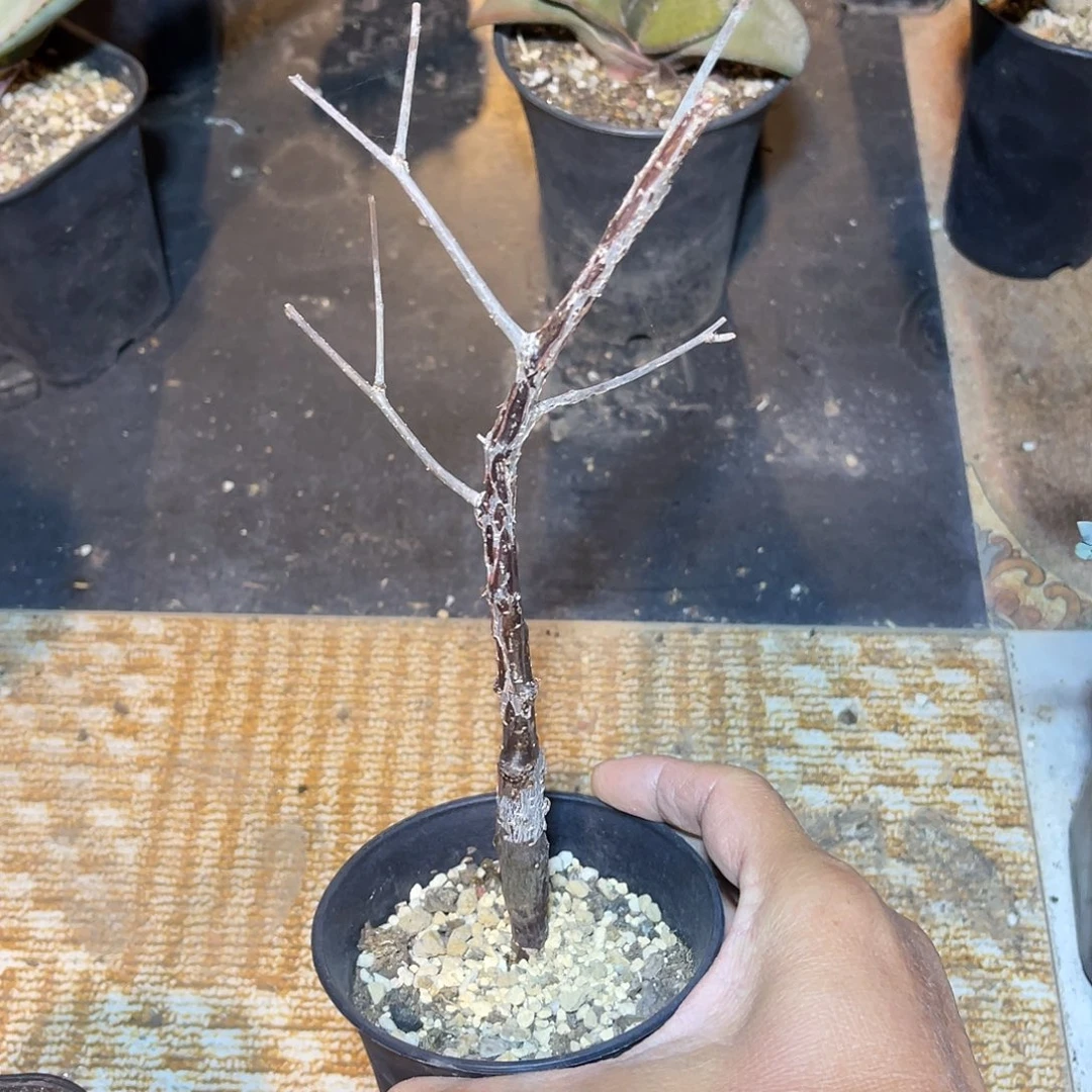 实生奥比克橄榄一物一拍