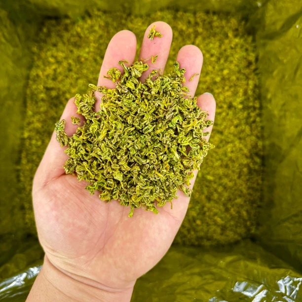 2025新茶雨前一级手工黄金芽豆香浓郁耐泡高山绿茶叶