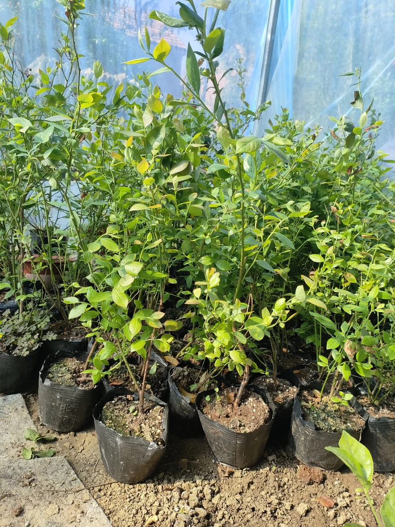 蓝莓苗南北方种植耐寒盆栽地栽蓝莓