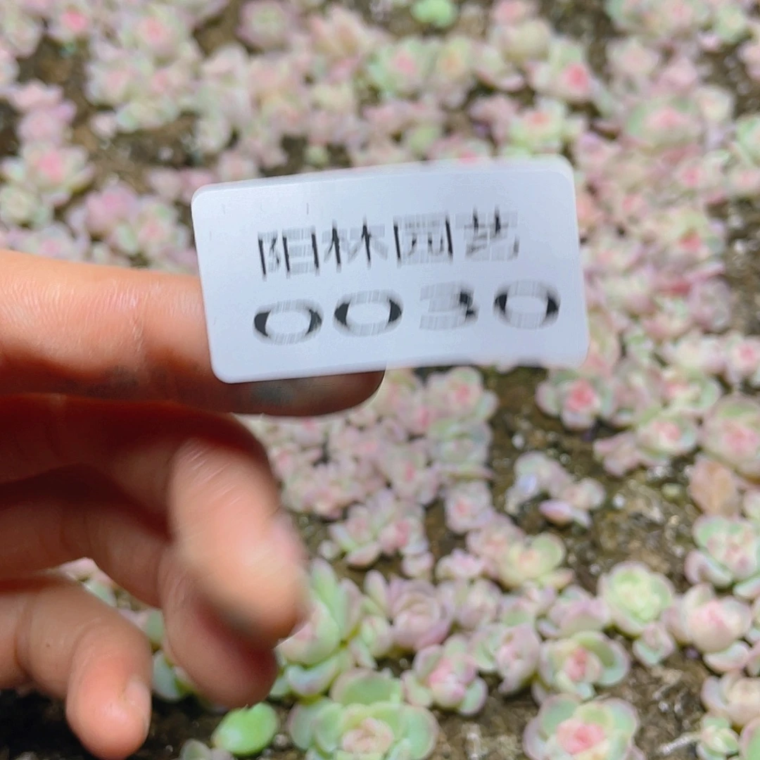 奶***࿐多肉植物多肉植物30