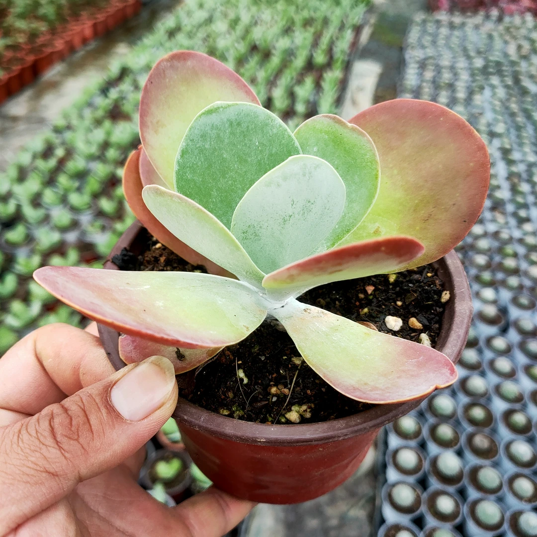 唐印新 发2盆满20包邮不带盆土发货以直播间为准长沙星昊多肉植物