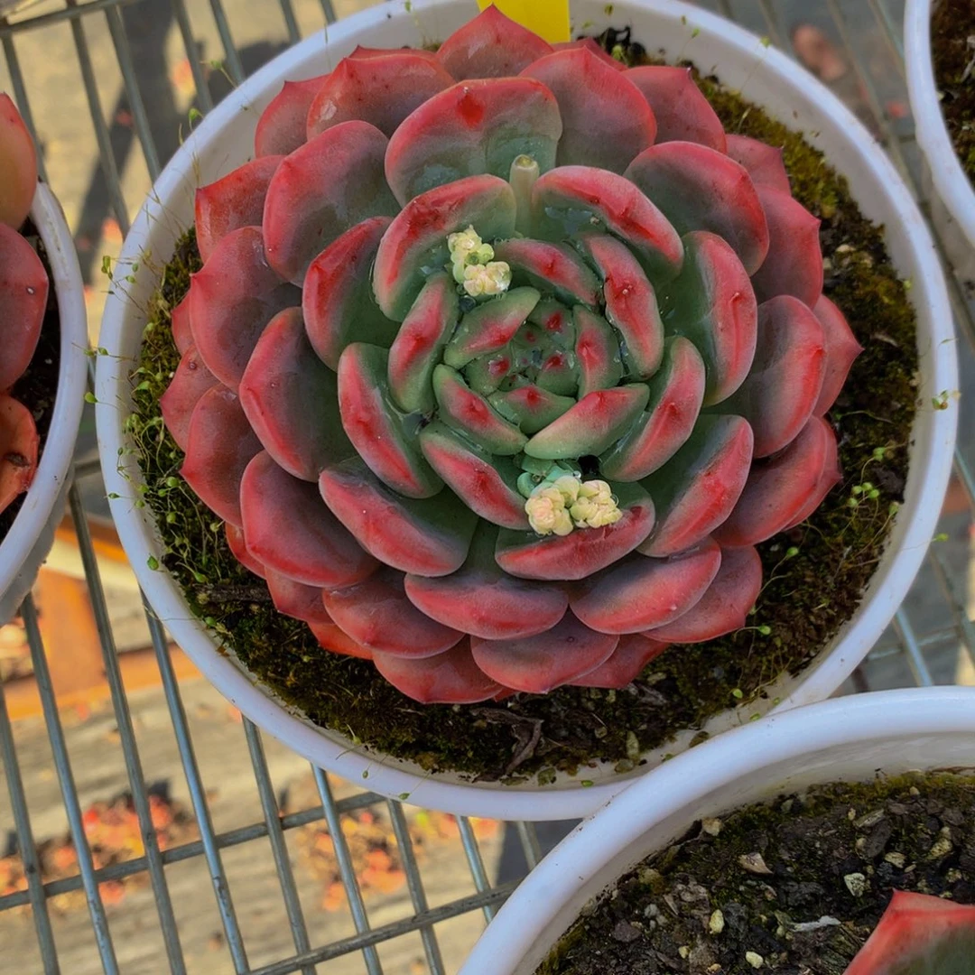 1859-3-10一物一拍