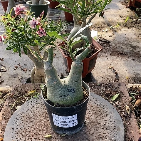 【闪购商品】无花朵用****4