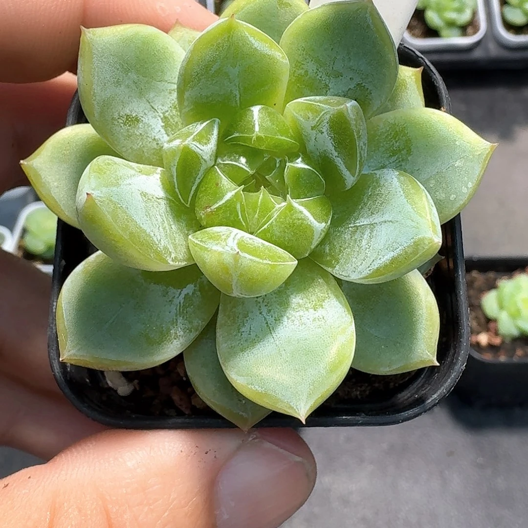 502号玄姬单头多肉11111