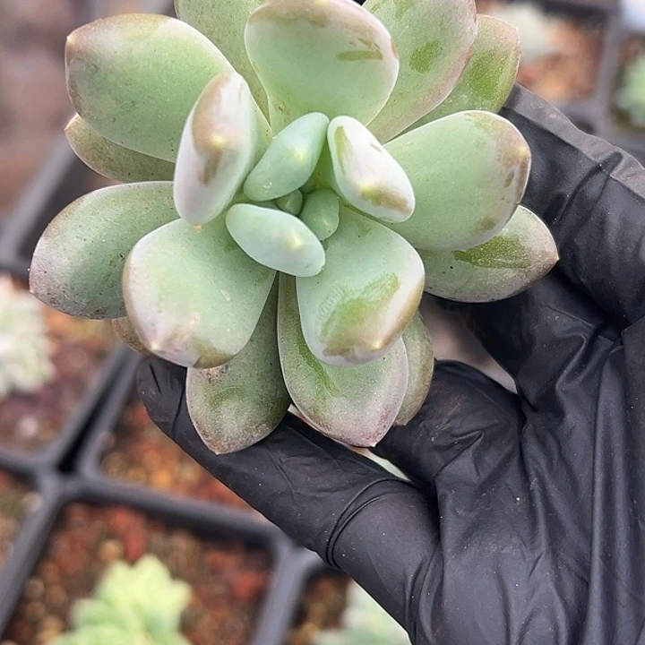 X系列美人特价多肉