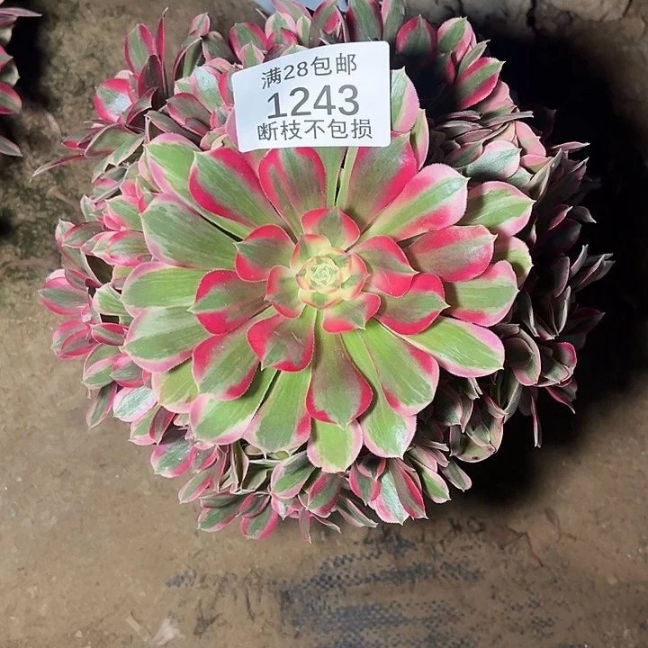 1243粉女郎多肉植物