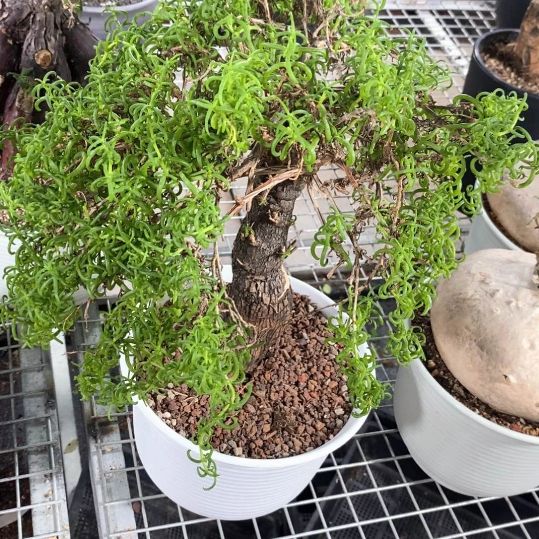 产地梅斯木枝干番杏