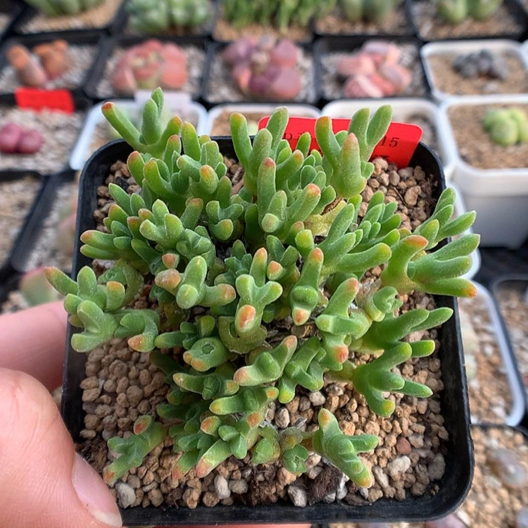 【闪购商品】1-15-15 冰糕一群 40