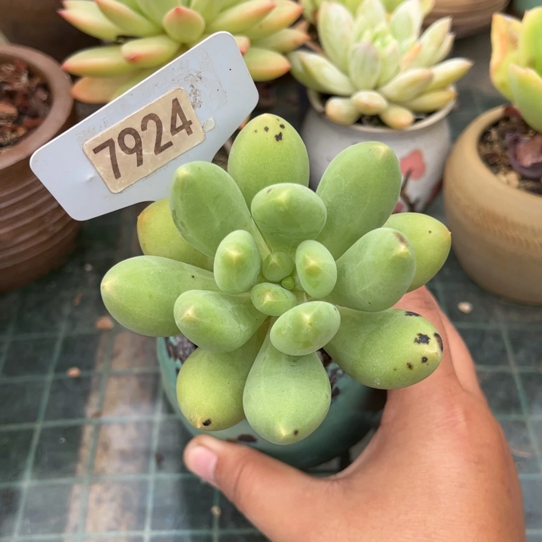 【闪购商品】扶摇果。 7924。 1111111