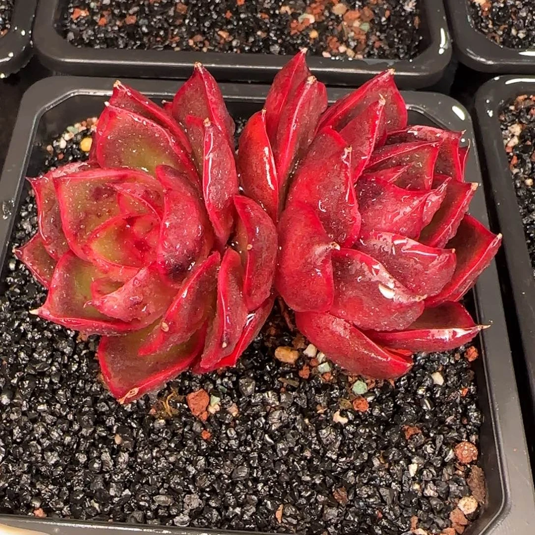 从前慢花园精选双头红灯