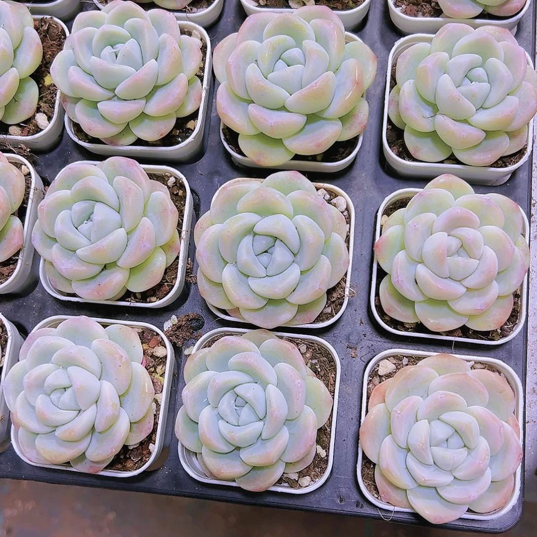 白冰带盆带土19包邮