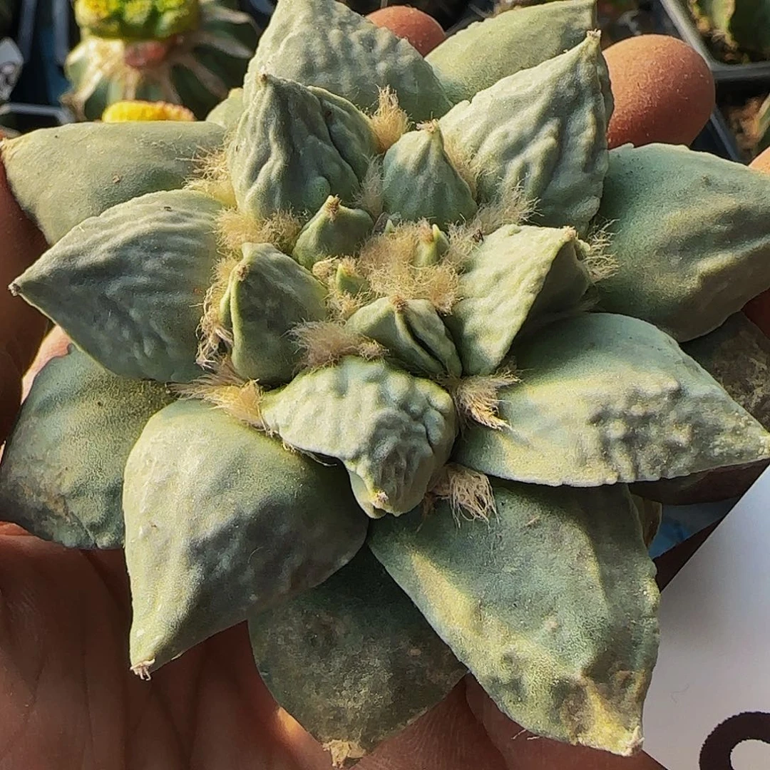 龙牙怒255刚出根