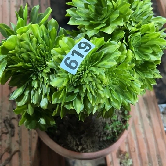 绿***山一颗多肉法师 619