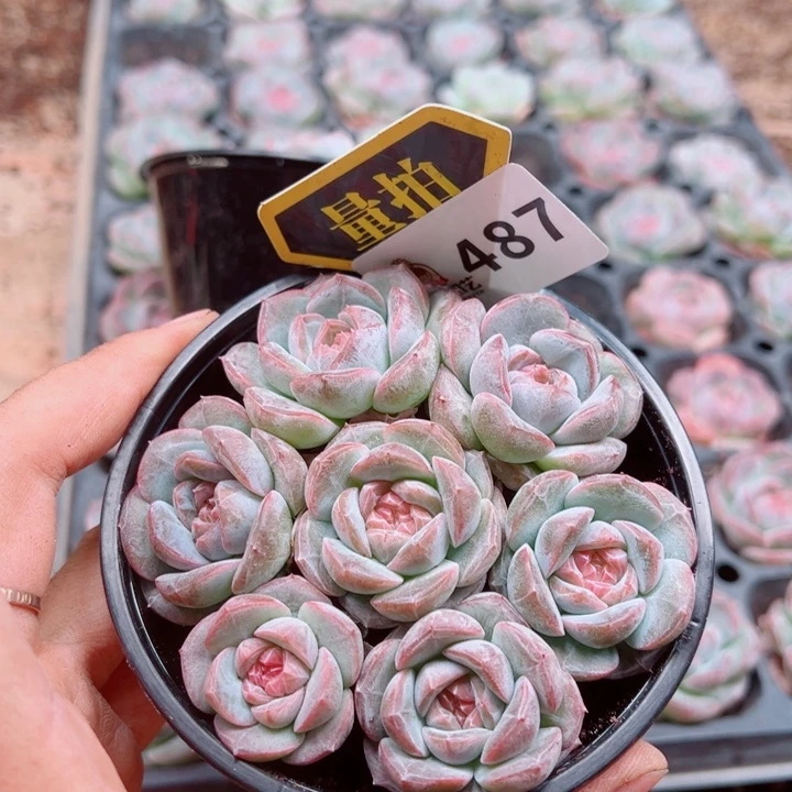 多肉植物多肉植物