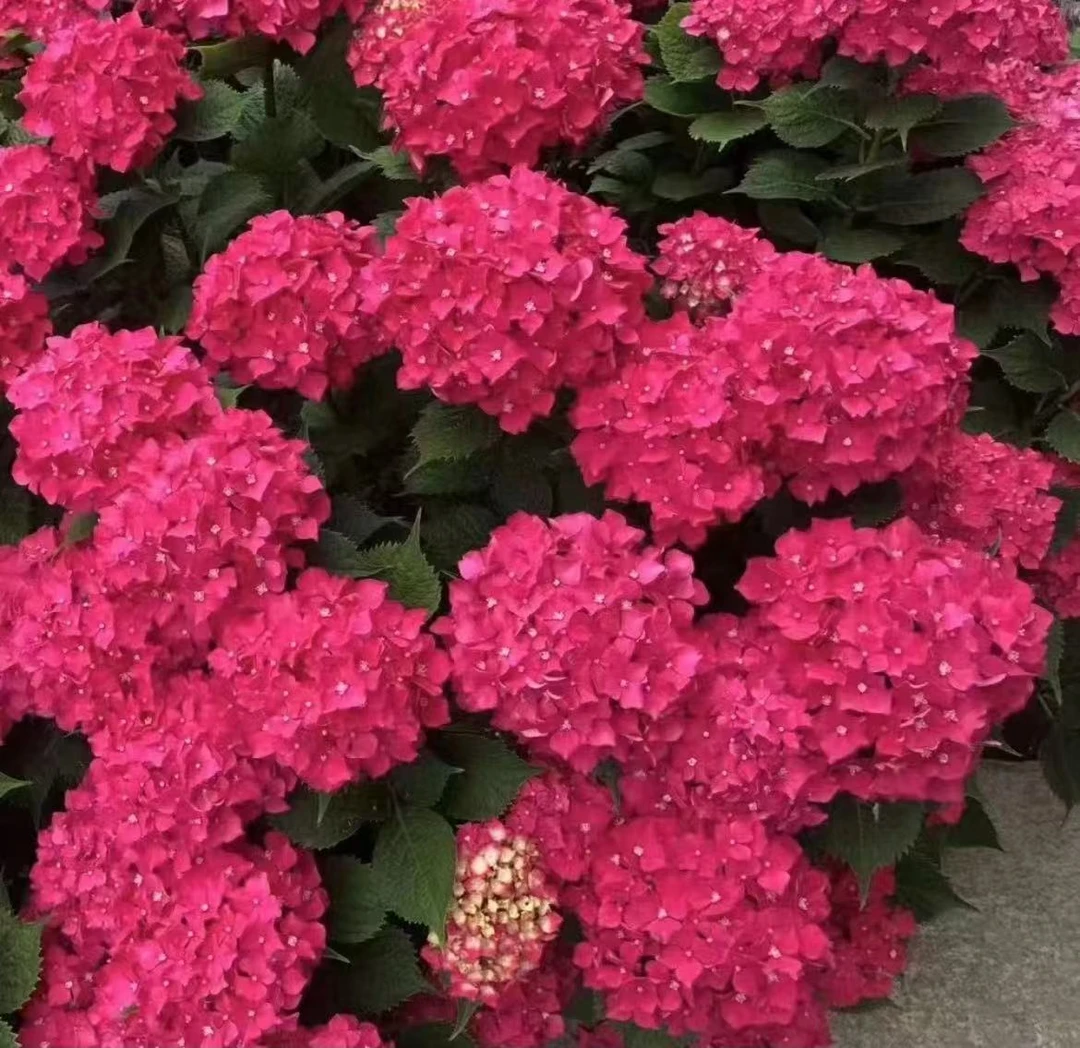 锄禾2【玫红妈妈】 红色多花包盆栽地栽绣球 勤花