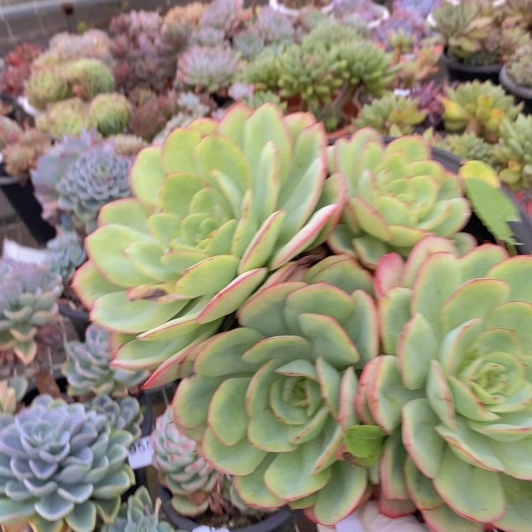 9554牡丹亭一物一拍