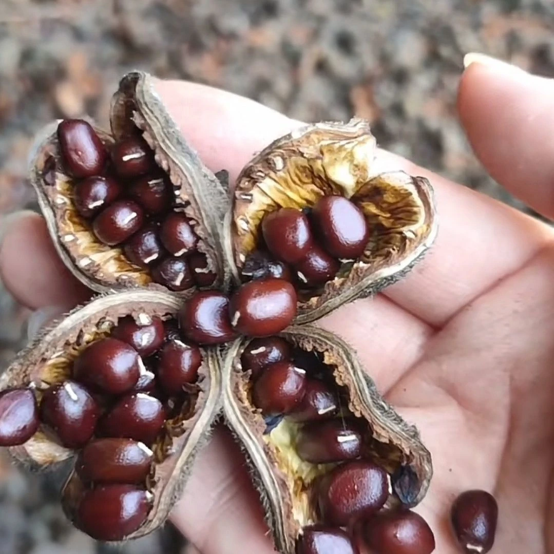 2025年新芍药种子籽白勺种子育苗专用纯新赤芍种子新鲜批发中药