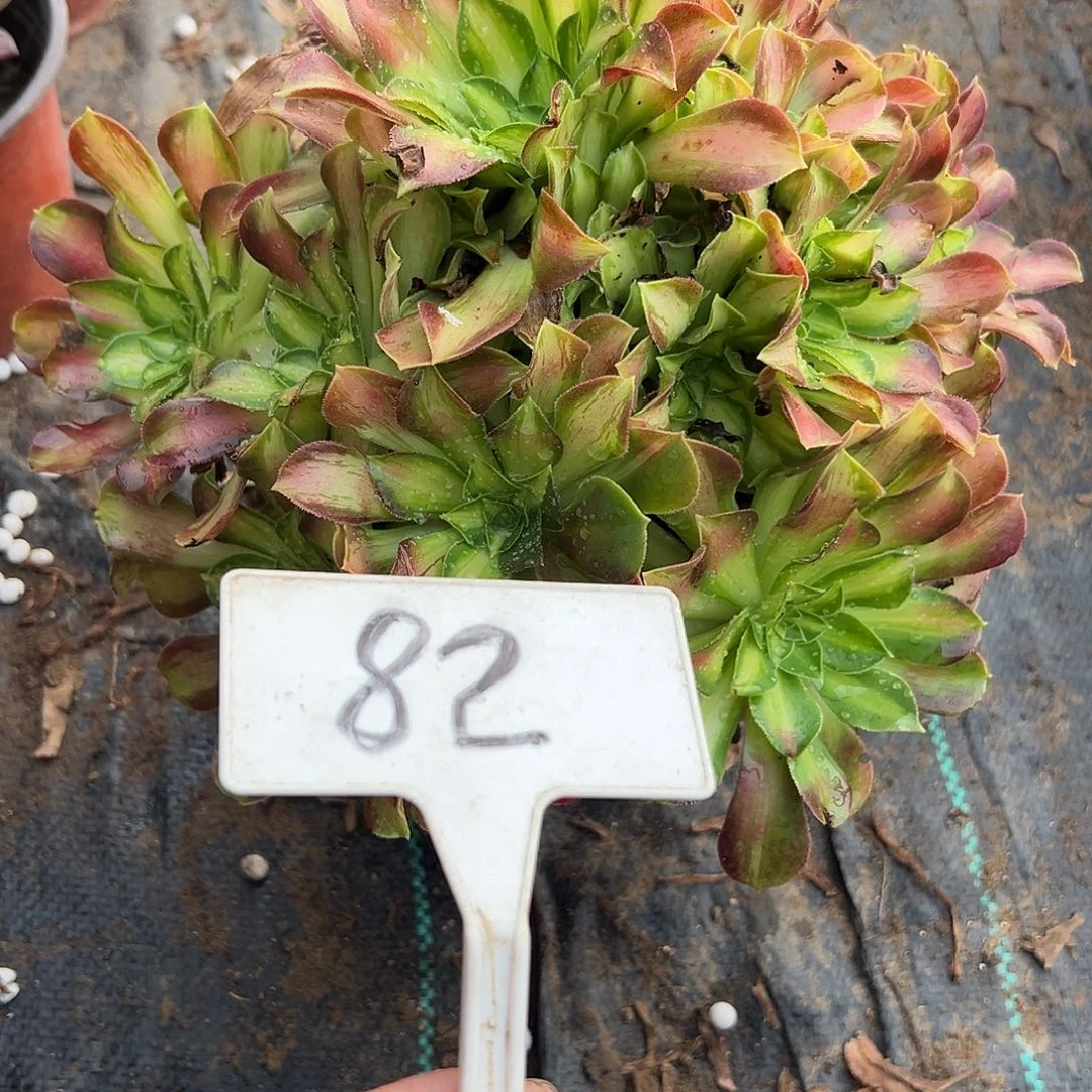 多肉植物绍花法师82