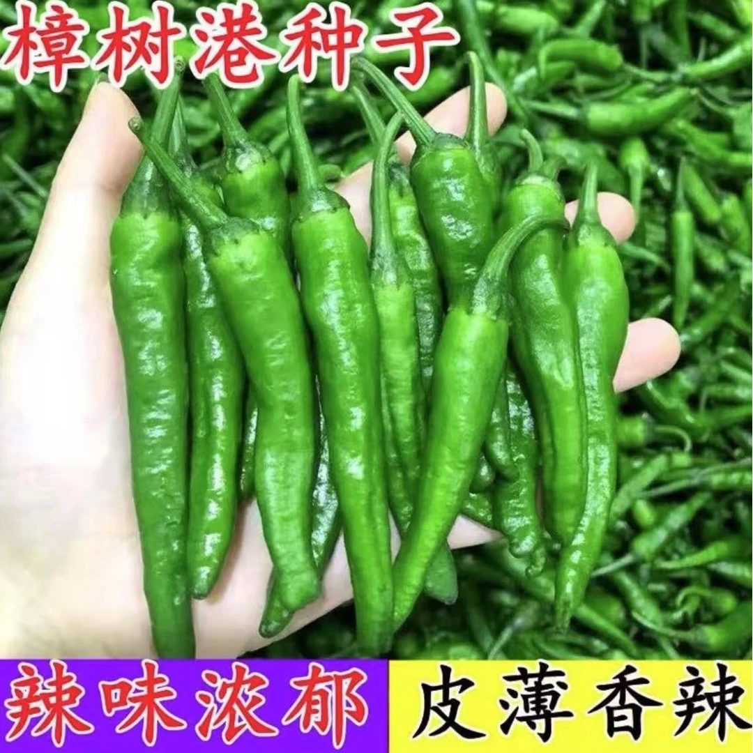 【樟树港辣椒种子】家庭阳台小院盆栽地栽四季种植