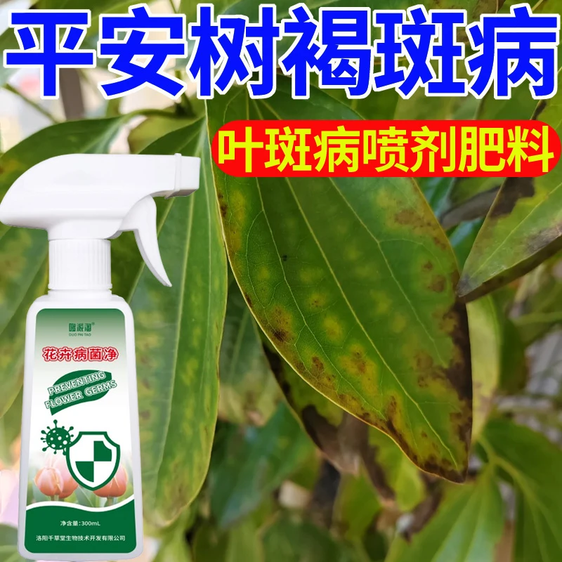 平安树褐斑病专用肥料叶斑病炭疽病黄叶病枯叶病绿植营养液病菌清