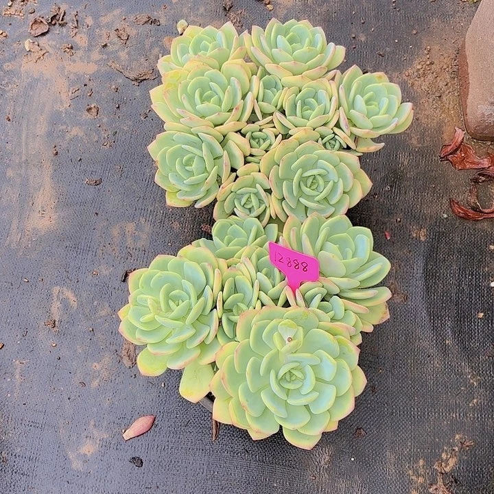 菊*姐白月光两颗12888