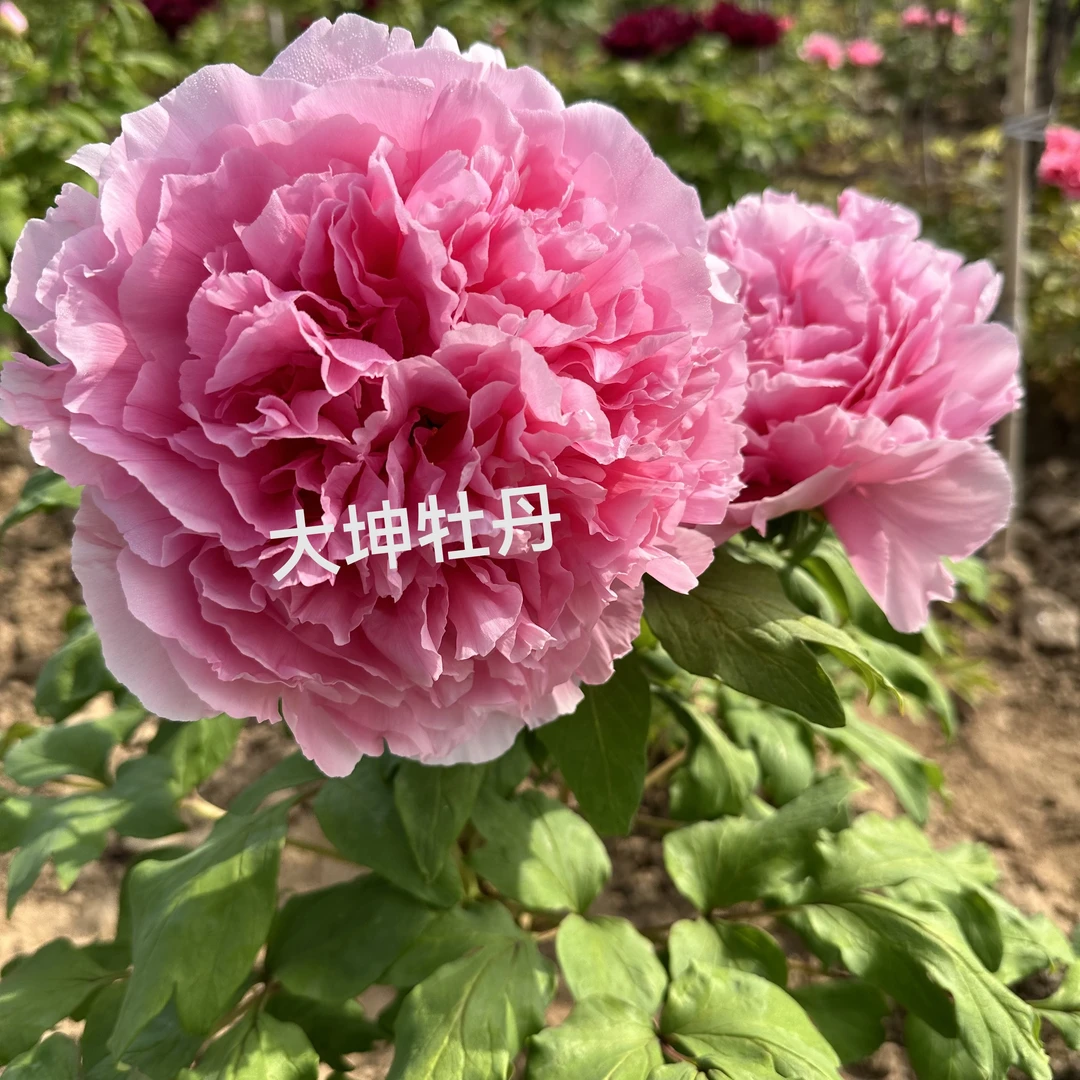 牡丹【圣代】先发肥秋季发苗