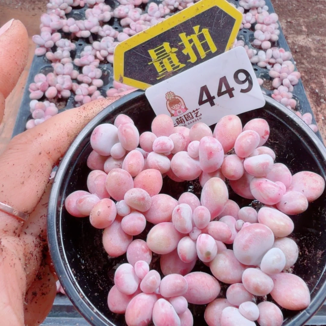 多肉植物多肉植物