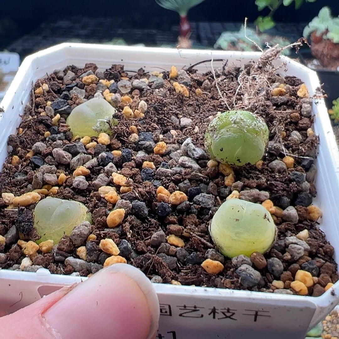 调***球41号拉登11.25多肉