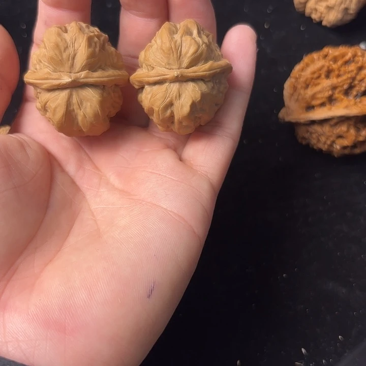 红***六大叶紫檀（黑酸枝木类）