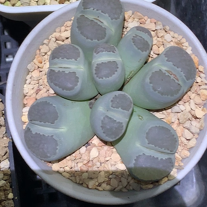 精品多肉植物全窗大观玉