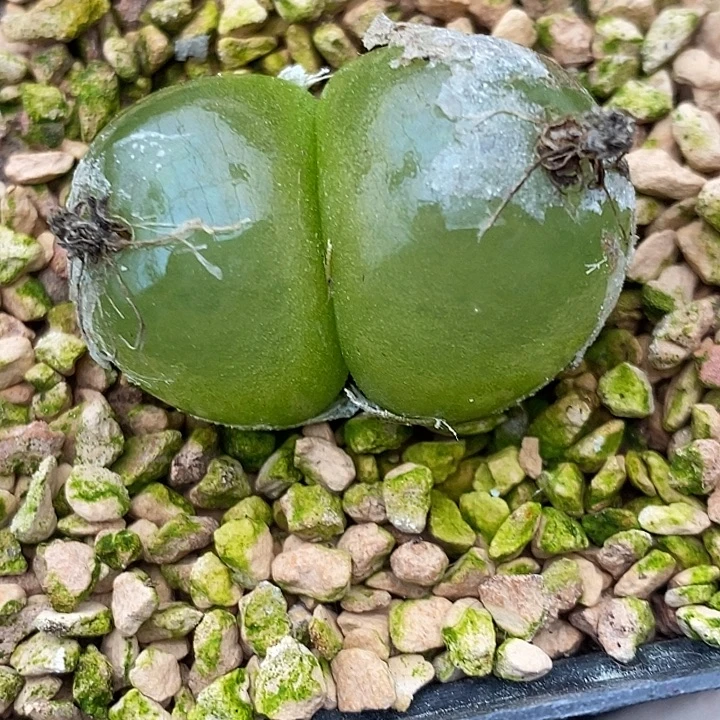 511大双头灯泡一颗。