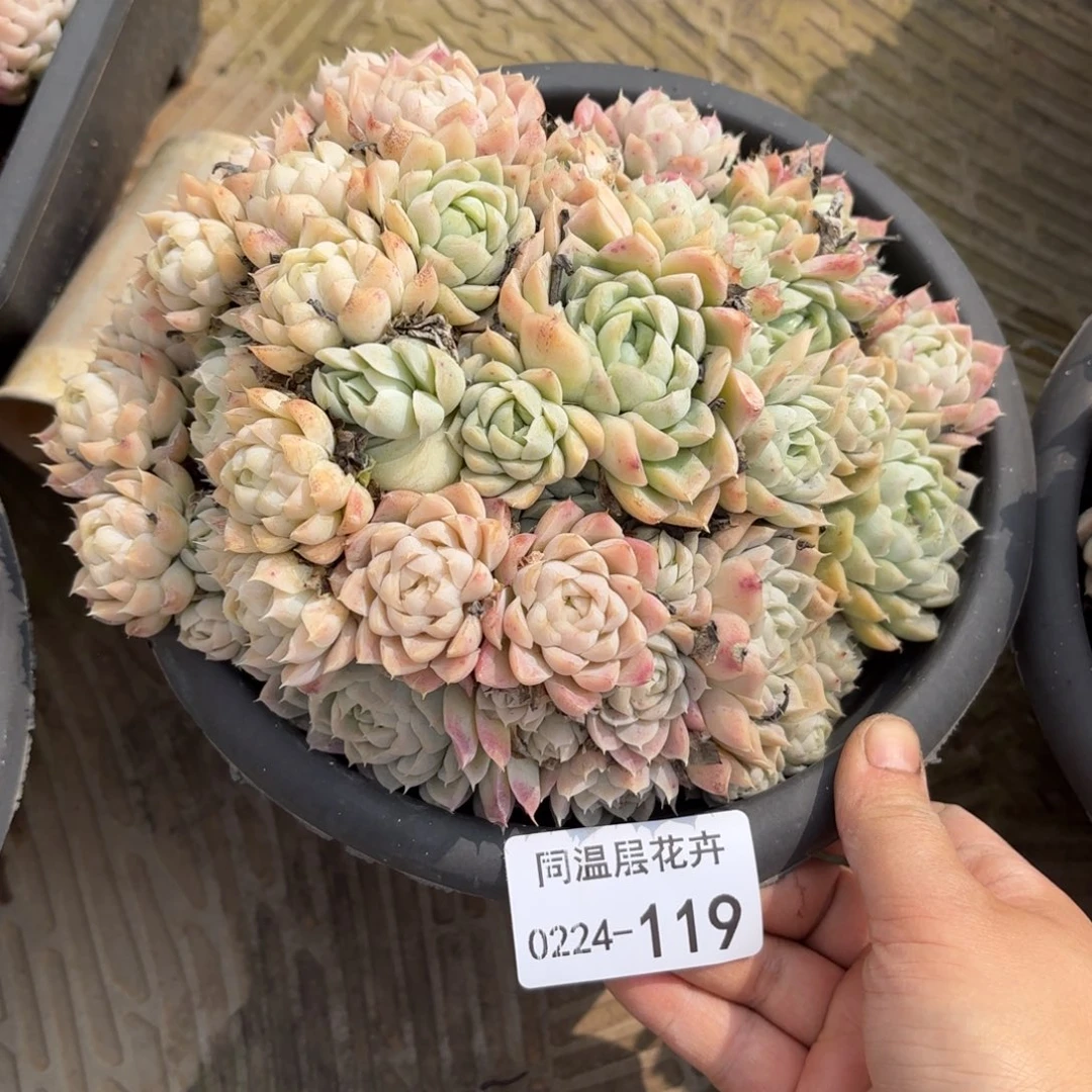 z****v同温层多肉白月影119