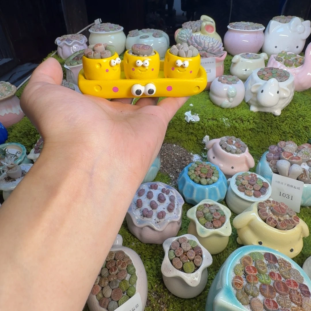 多肉植物和植物1038