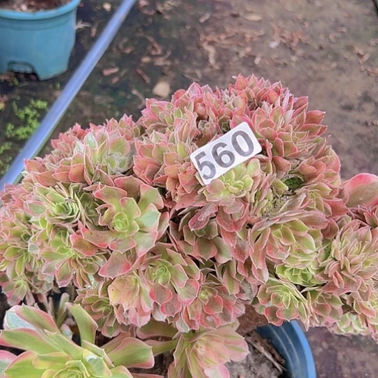。***，多肉植物一个女神追