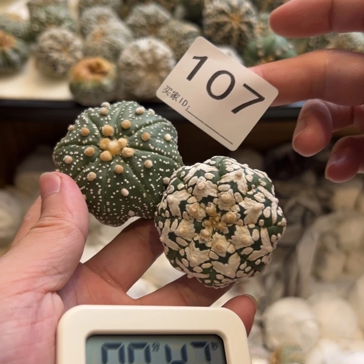 毕***线兜星球仙人球107号球