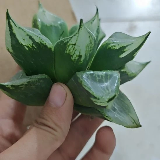 一物一拍，实生十二！！