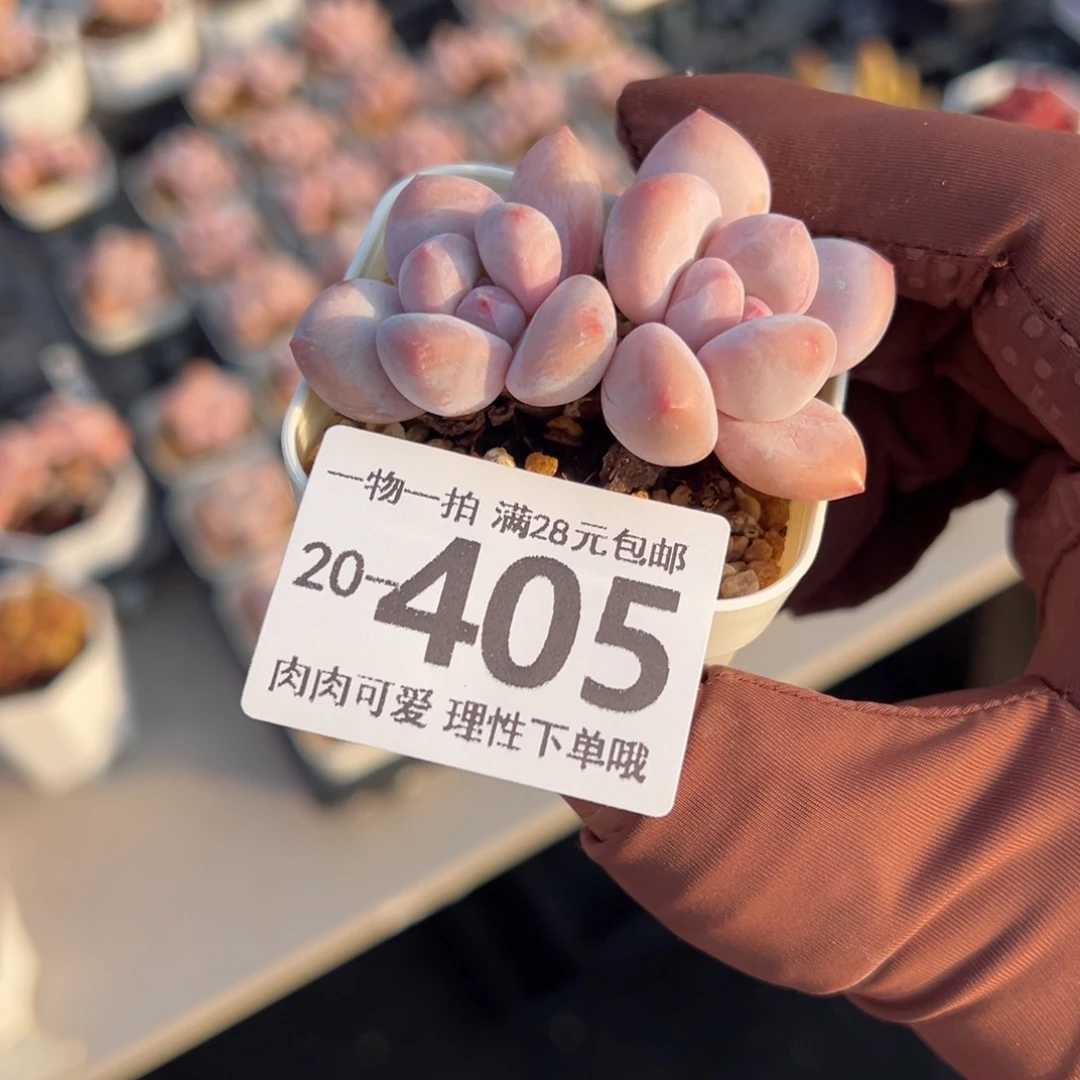 香水奶多肉多肉多肉多肉多肉