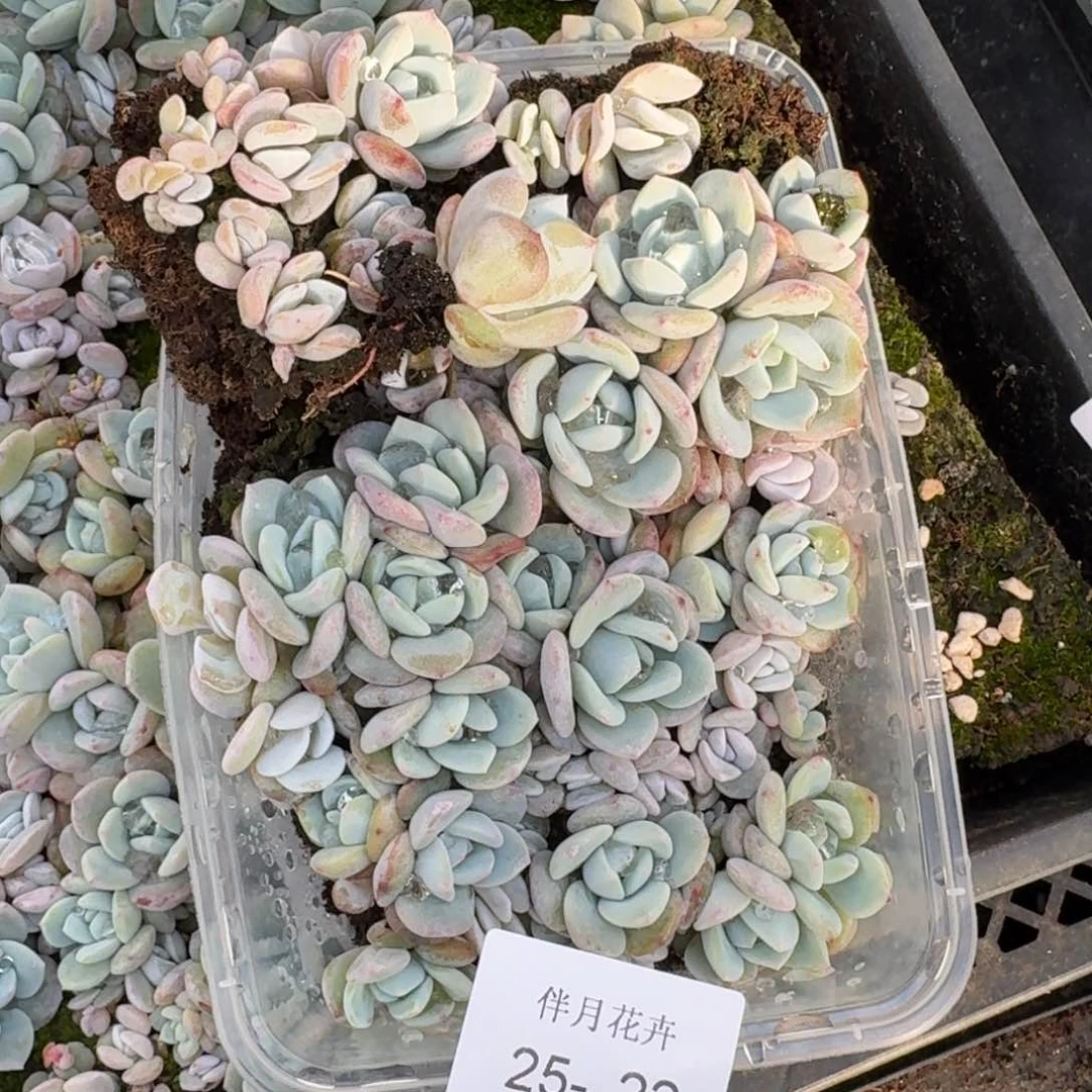 奶盖切糕一盒量拍25-22