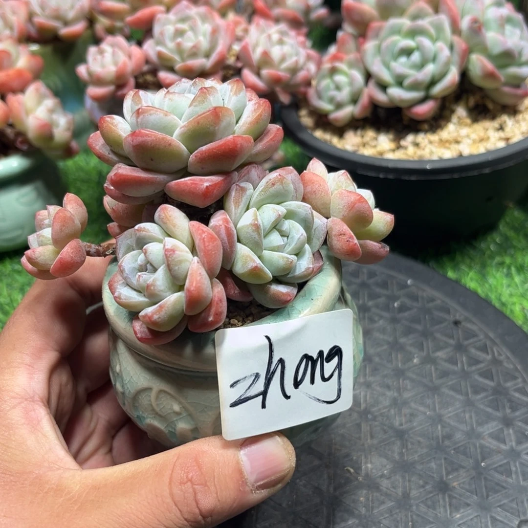 ****gzhong专拍冰玉造型老桩