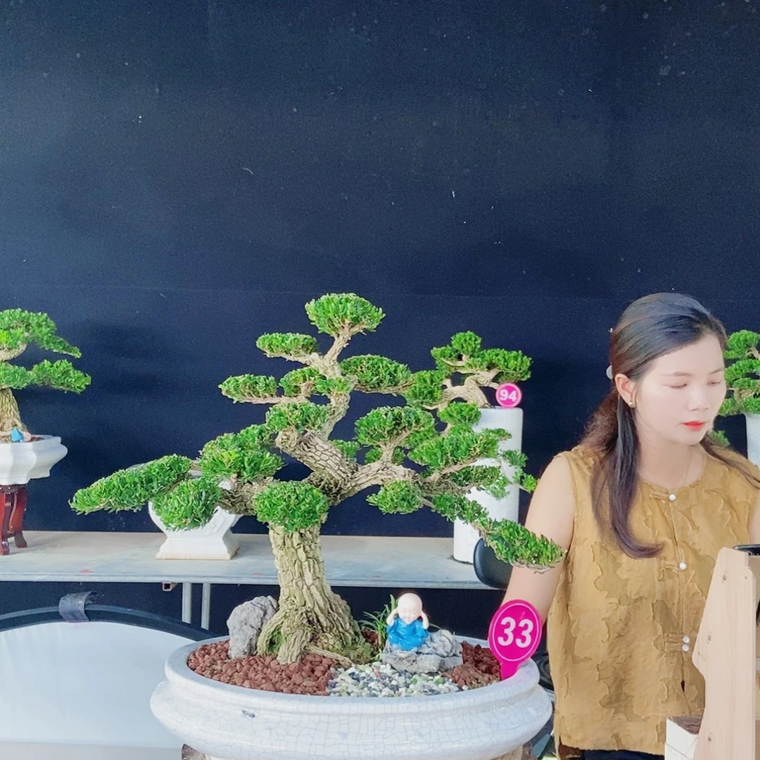 当前无花朵，栽培后可花朵