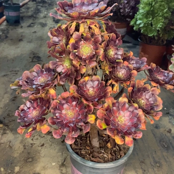 红桐中斑多肉植物120