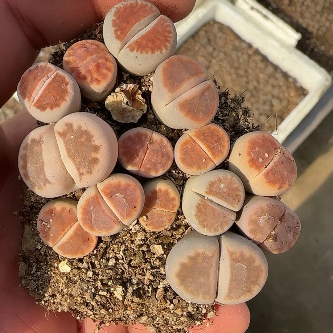 8897。默认脱土。18包邮。偏远88包邮