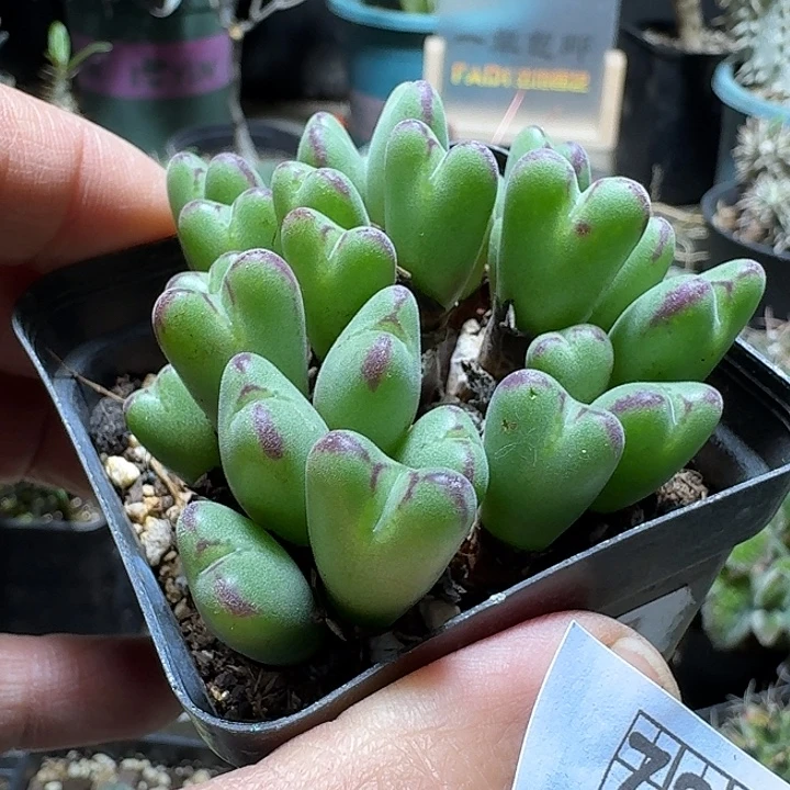 780沙文利亚带盆发货