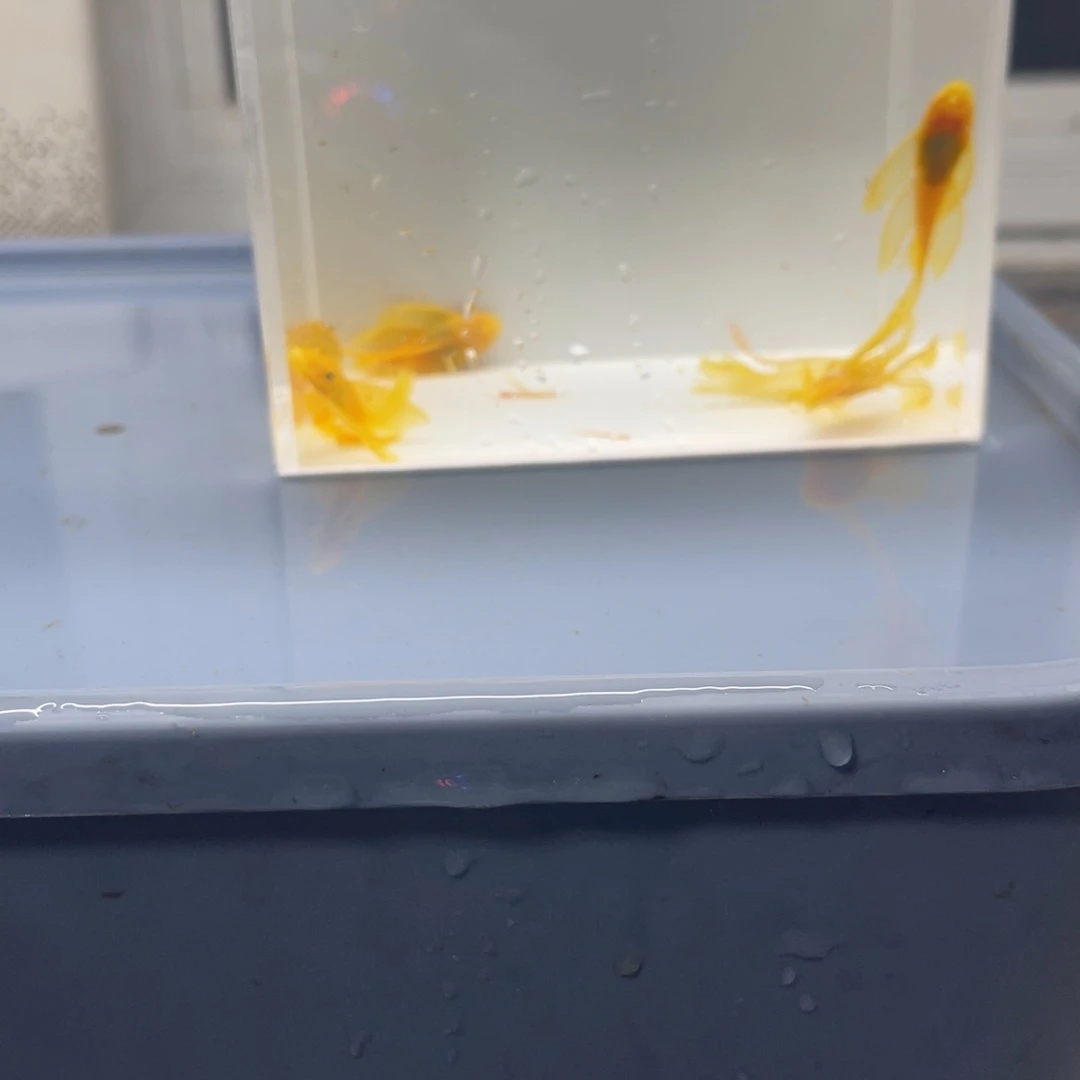 孔雀鱼中号帆5条开箱视频报损