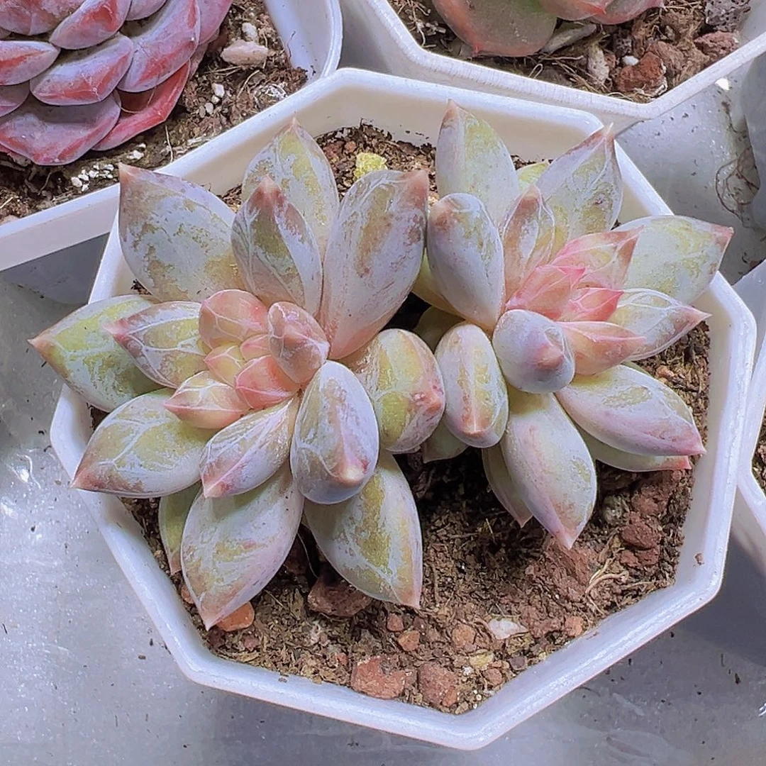 双头幻影美人19包邮