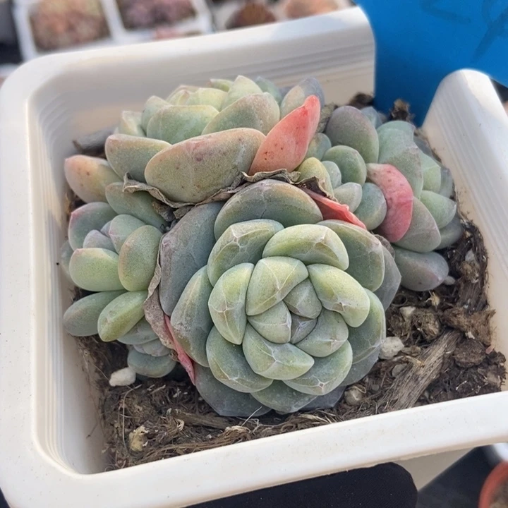 1024冰玉多肉植物保护