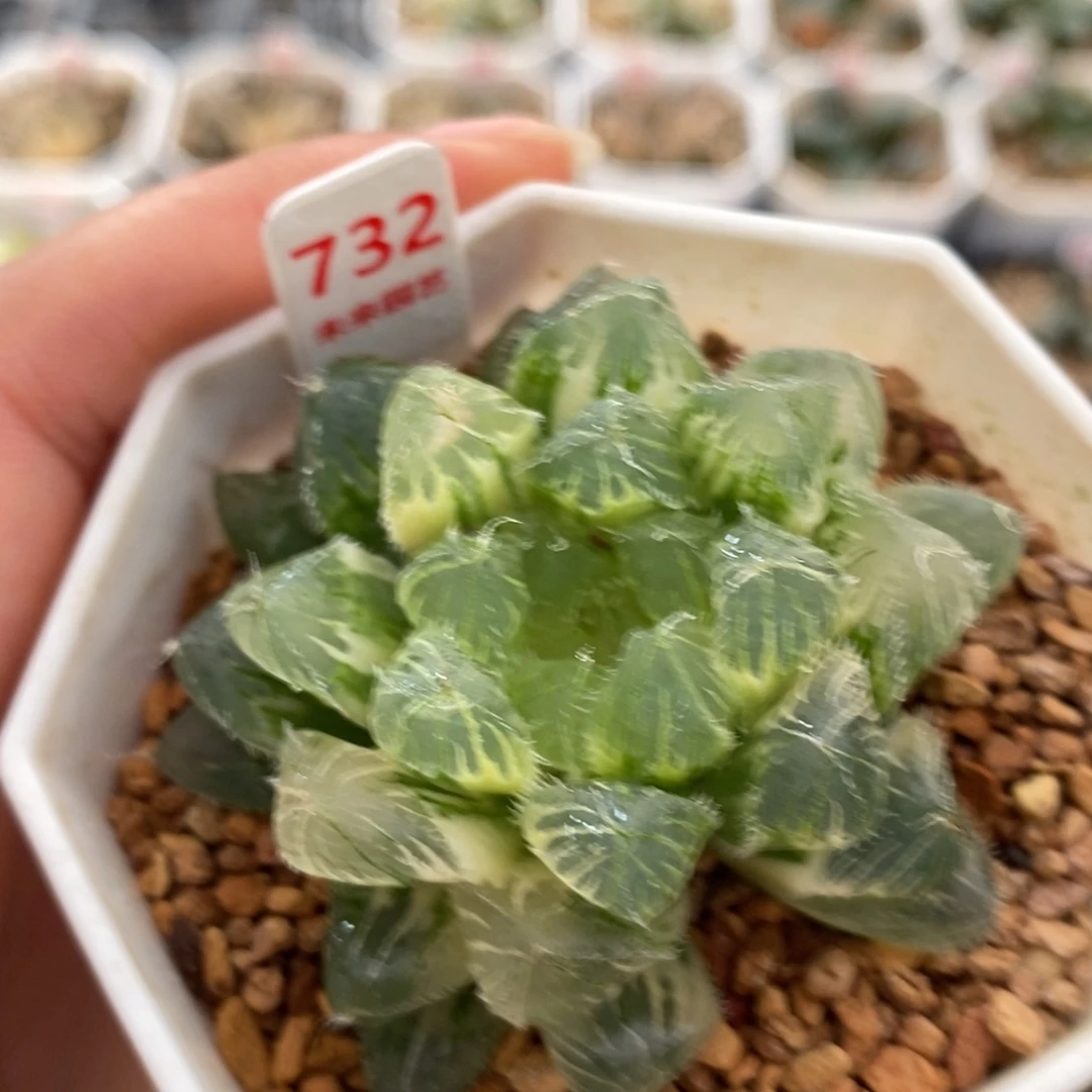 732赤线玉露锦一物一图